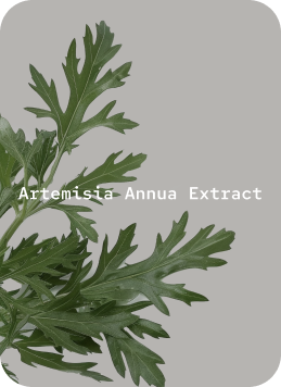 Artemisia Annua Extract