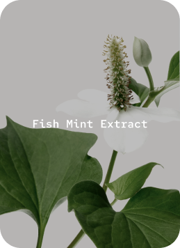 Fish Mint Extract