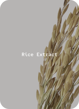 Rice Extract