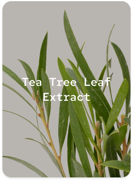 Tea Tree Leaf Extract