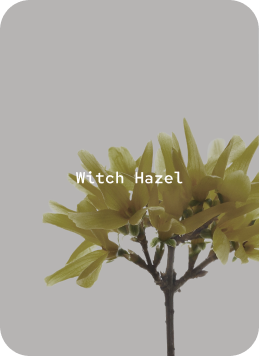 Witch Hazel